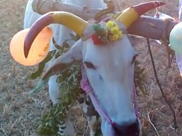 கொம்புகளுக்கு வர்ணம் பூச தடை