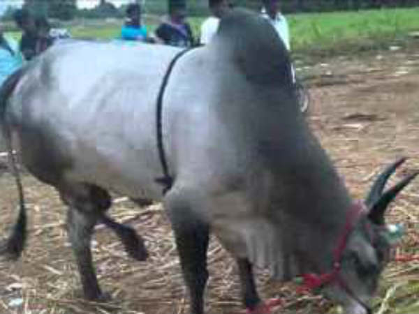 பொள்ளாச்சியில் ரூ.6 கோடி இழப்பு