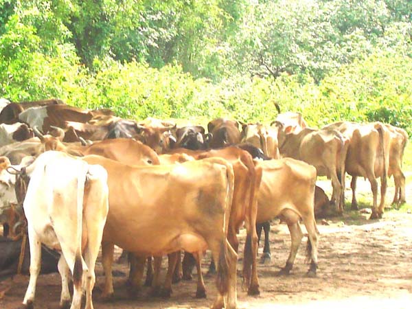 லிவருக்கு நல்லது
