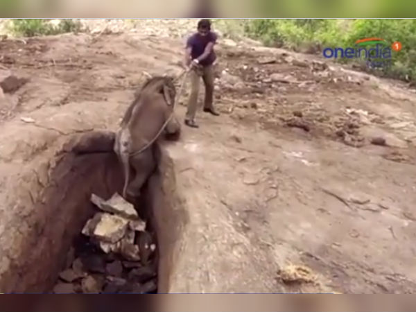 Baby elephant rescued when it fell in a deep furrow Baby elephant rescued when it fell in a deep furrow