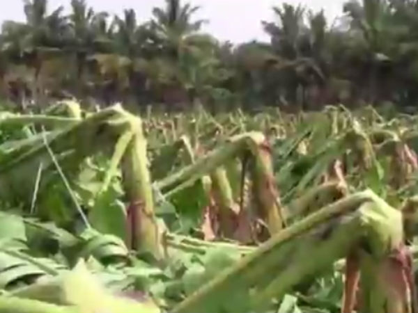Heavy rain strong winds damage banana plantations in Theni Heavy rain strong winds damage banana plantations in Theni