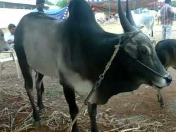 Farmers in Erode protest against Central government with their cattles Farmers in Erode protest against Central government with their cattles