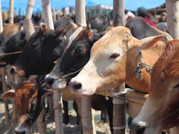 மத்திய அரசுக்கு எதிர்ப்பு தெரிவித்து கன்றுக்குட்டியை வெட்டிக்கொன்ற இளைஞர் காங்கிராசார்!