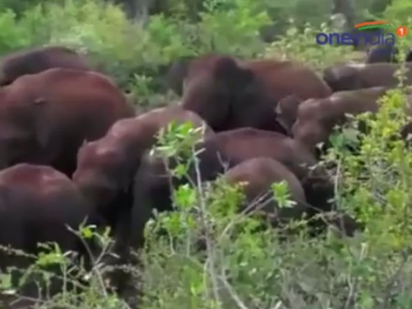 Elephants came into nearby villages and troubled people in Hosur Elephants came into nearby villages and troubled people in Hosur