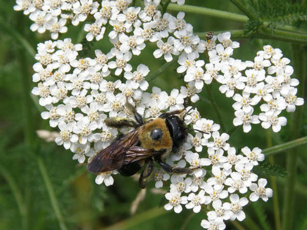 Yarrow flowers Benefits Yarrow flowers Benefits