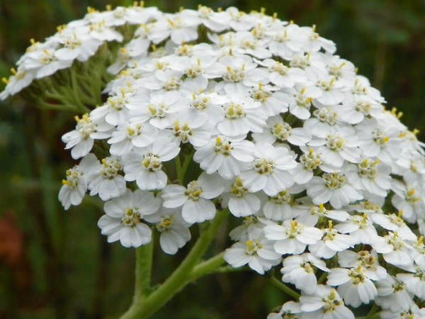 Yarrow flowers Benefits Yarrow flowers Benefits