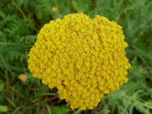 Yarrow flowers Benefits Yarrow flowers Benefits