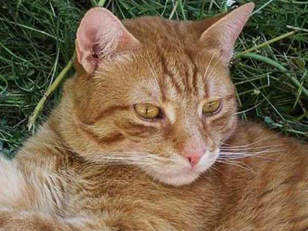 Nellai VK Puram area people got scared after seeing cat Nellai VK Puram area people got scared after seeing cat