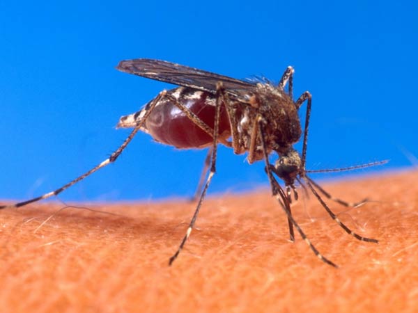 Dengue spreads in Nellai, nearly 30 in hospital Dengue spreads in Nellai, nearly 30 in hospital