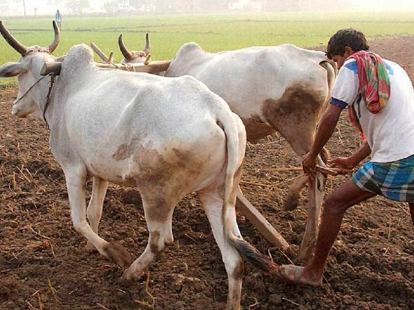 Farmers await for growth Farmers await for growth