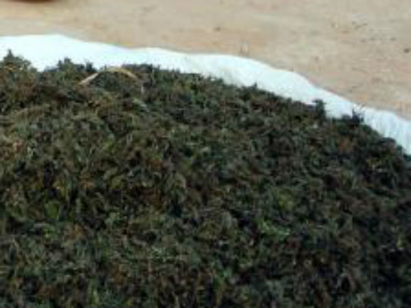 Ganja sale is on peak at Chennai Ganja sale is on peak at Chennai