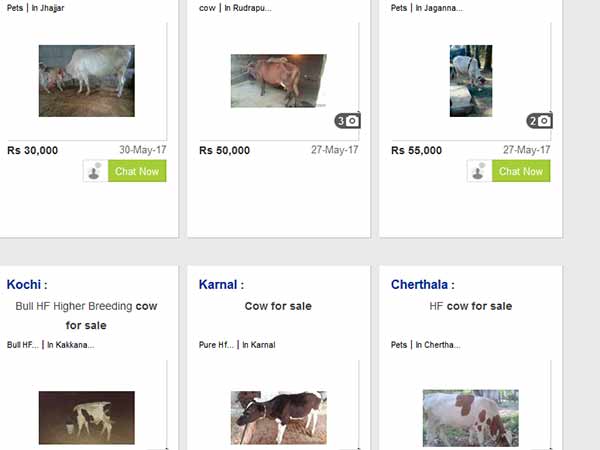 Online cattle sales hiked in olx and quikr websites Online cattle sales hiked in olx and quikr websites