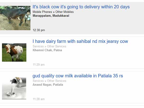 Online cattle sales hiked in olx and quikr websites Online cattle sales hiked in olx and quikr websites
