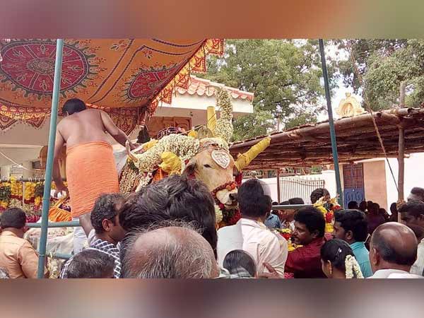 Temple bull dies in Cumbum Temple bull dies in Cumbum