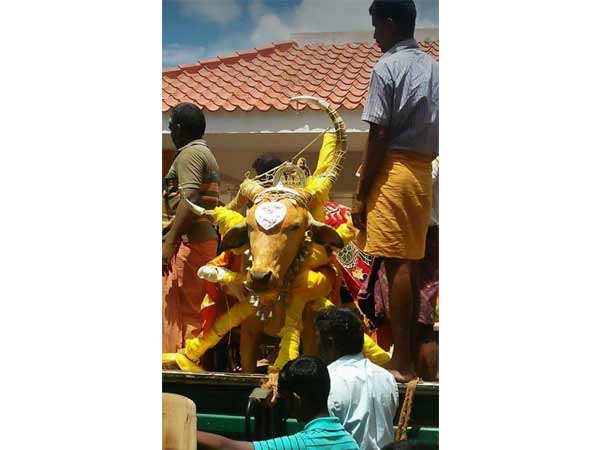 Temple bull dies in Cumbum Temple bull dies in Cumbum