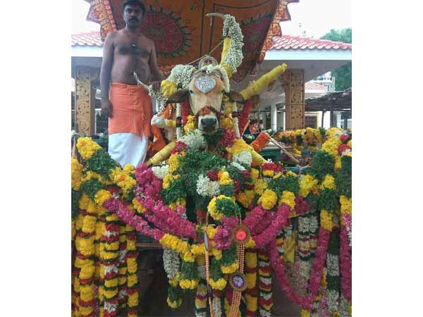 Temple bull dies in Cumbum Temple bull dies in Cumbum