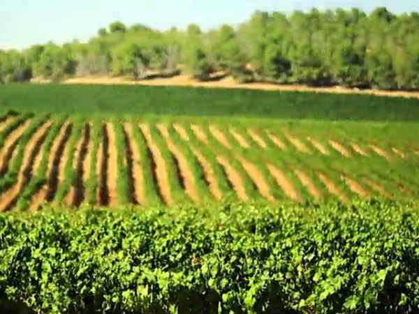 வெற்றியை அதிகரிக்கும் கூட்டுப்பண்னை திட்டம்