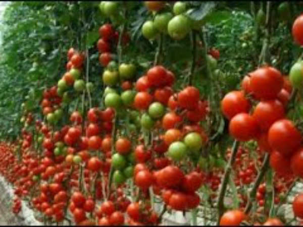 1 ஏக்கரில் 50 டன் தக்காளி