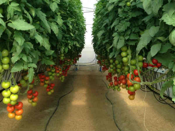 சொந்தமாக யாருக்கும் நிலம் இல்லை