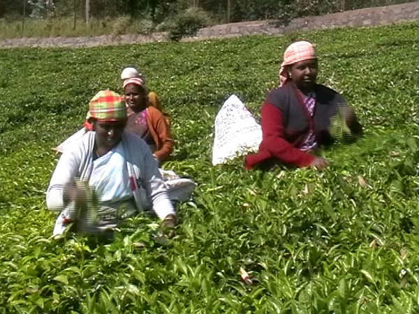 கொள்முதல் நிறுத்தம்