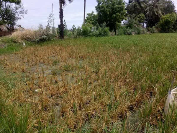35 சோதனை கிணறுகள்