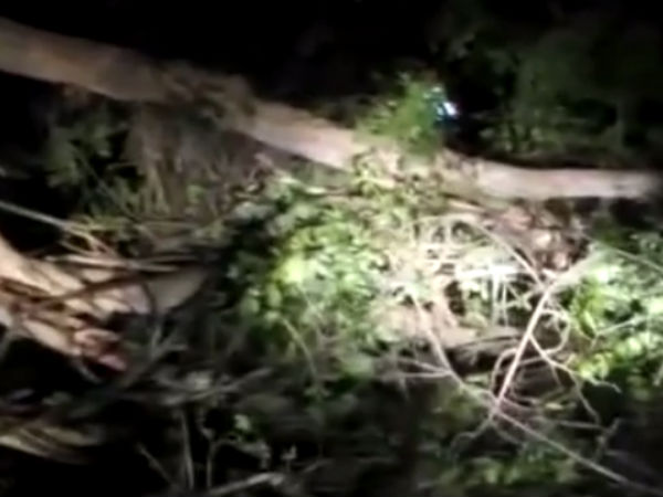 In Ooty Mettupalayam main road tree fallen ad traffic affected In Ooty Mettupalayam main road tree fallen ad traffic affected