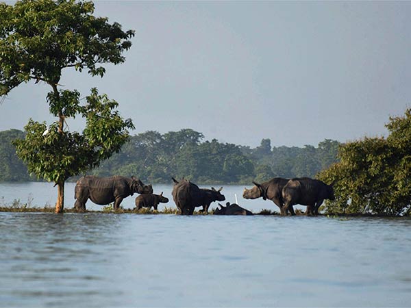 Assam Flood: Kaziranga National Park animals in danger Assam Flood: Kaziranga National Park animals in danger