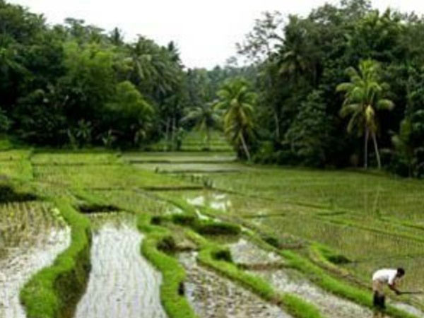 சம்பா கதிர்கள்