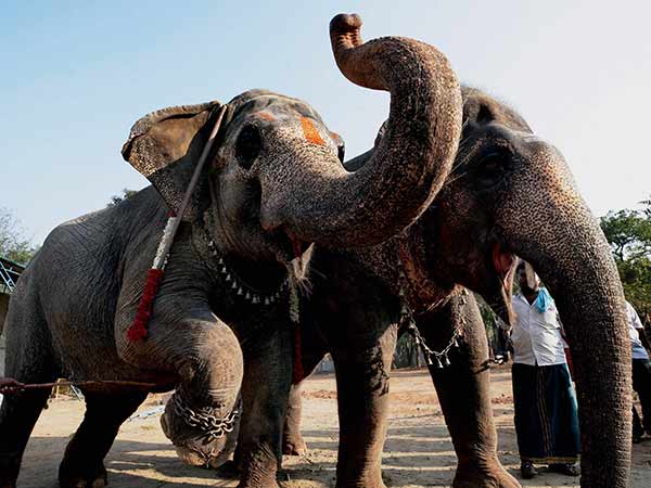 ஹைட்ராலிக் ஆம்புலன்ஸ்