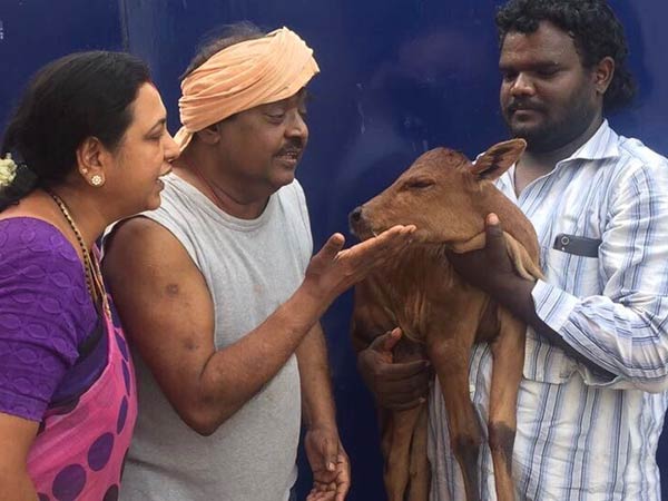 A new calf born in Vijayakanth's house A new calf born in Vijayakanth's house