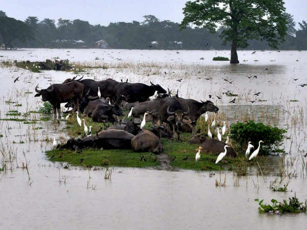 Assam floods: Over 140 animals found dead in Kaziranga National Park Assam floods: Over 140 animals found dead in Kaziranga National Park