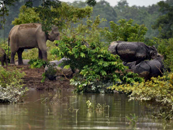Assam floods: Over 140 animals found dead in Kaziranga National Park Assam floods: Over 140 animals found dead in Kaziranga National Park