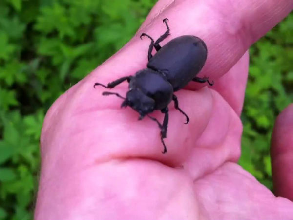 Beetle bite, 40 in hospital Beetle bite, 40 in hospital