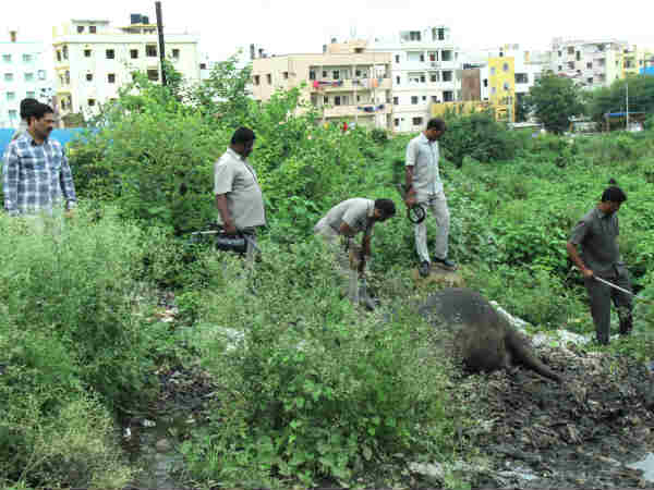 Bomb blast in Hyderabad, Buffalo dies Bomb blast in Hyderabad, Buffalo dies