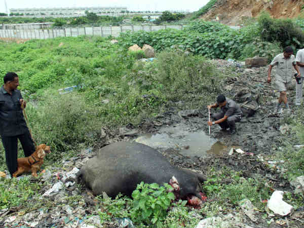 Bomb blast in Hyderabad, Buffalo dies Bomb blast in Hyderabad, Buffalo dies