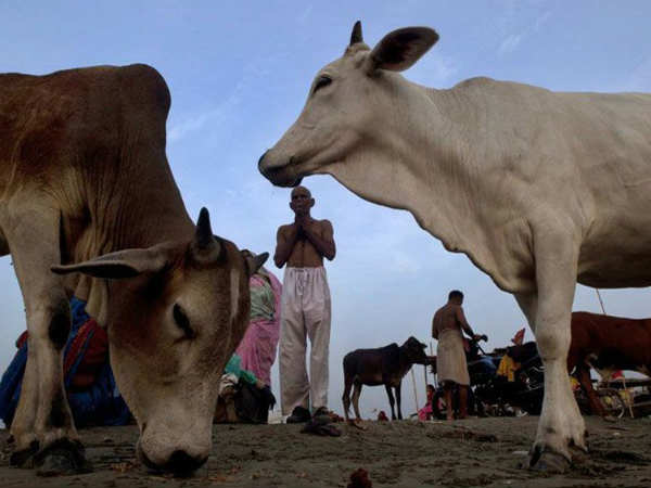 ID cards to Gau rakshas in Maharastra announced VHP ID cards to Gau rakshas in Maharastra announced VHP