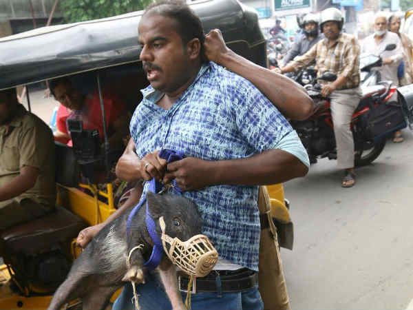 9 Periyarist held for Panrikku Poonool podum porattum 9 Periyarist held for Panrikku Poonool podum porattum