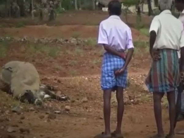 In Sathyamangalam, cattle dying due to unknown disease In Sathyamangalam, cattle dying due to unknown disease