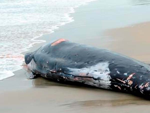 A rare type of whale near in Thoothukudi old harbor A rare type of whale near in Thoothukudi old harbor