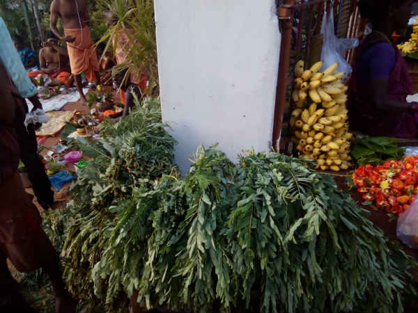 பசுவிற்கு அகத்திக்கீரை