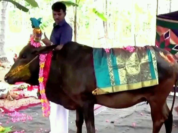 Baby shower function for cow in Coimbatore Baby shower function for cow in Coimbatore