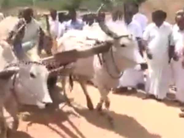 20 bullock carts involved in road roko 20 bullock carts involved in road roko