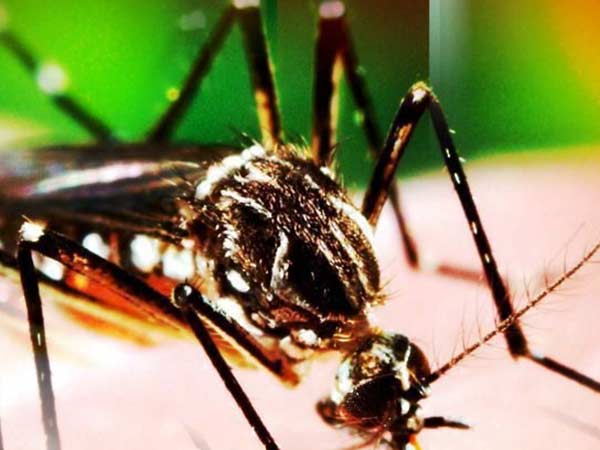 உயிர் கொல்லி டெங்கு