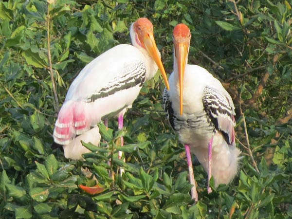 சரணாலயம் திறப்பு