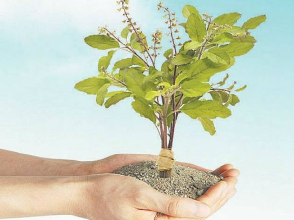துளசிக்கும் ஜோதிடத்திற்க்கும் உள்ள தொடர்பு: