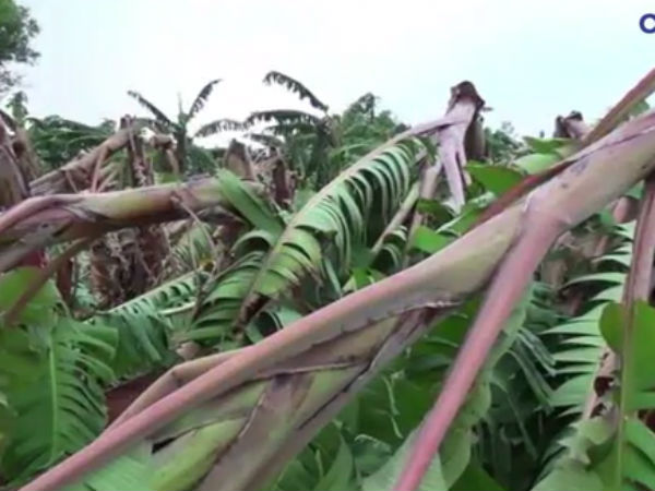 Sudden storm in Tuticorin district spoiled thousands of Banana trees! Sudden storm in Tuticorin district spoiled thousands of Banana trees!