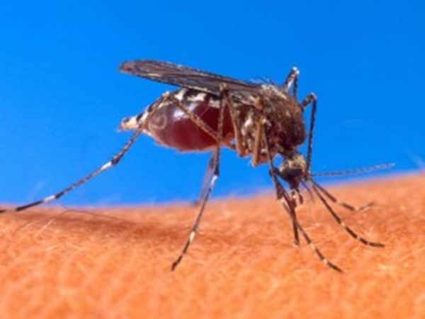 Call this number to know more about Dengue Call this number to know more about Dengue