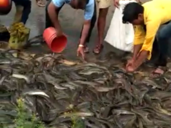 A video goes viral that people takes the fish which were in the sides of NH A video goes viral that people takes the fish which were in the sides of NH