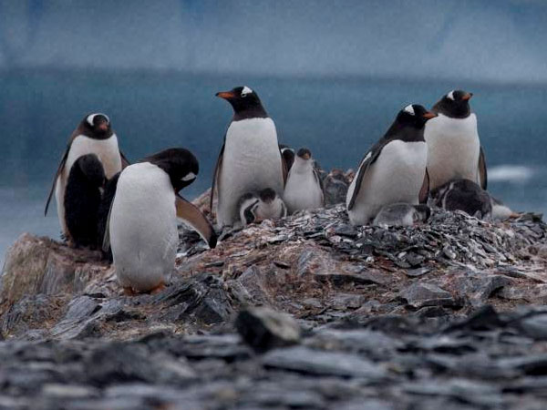 Researchers said that there must be a action plan to save endangering penguin species