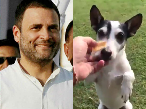 Rahul Gandhi's tweet on pet dog goes viral Rahul Gandhi's tweet on pet dog goes viral